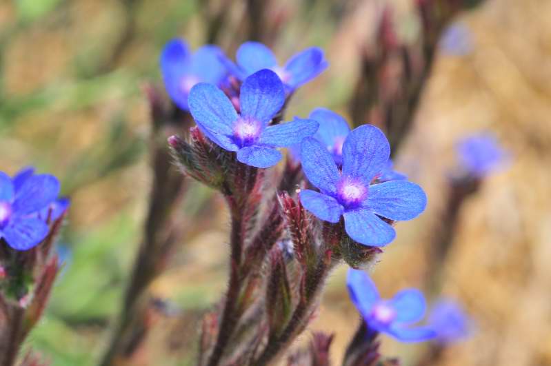 Boraginacea - Anchusa azurea